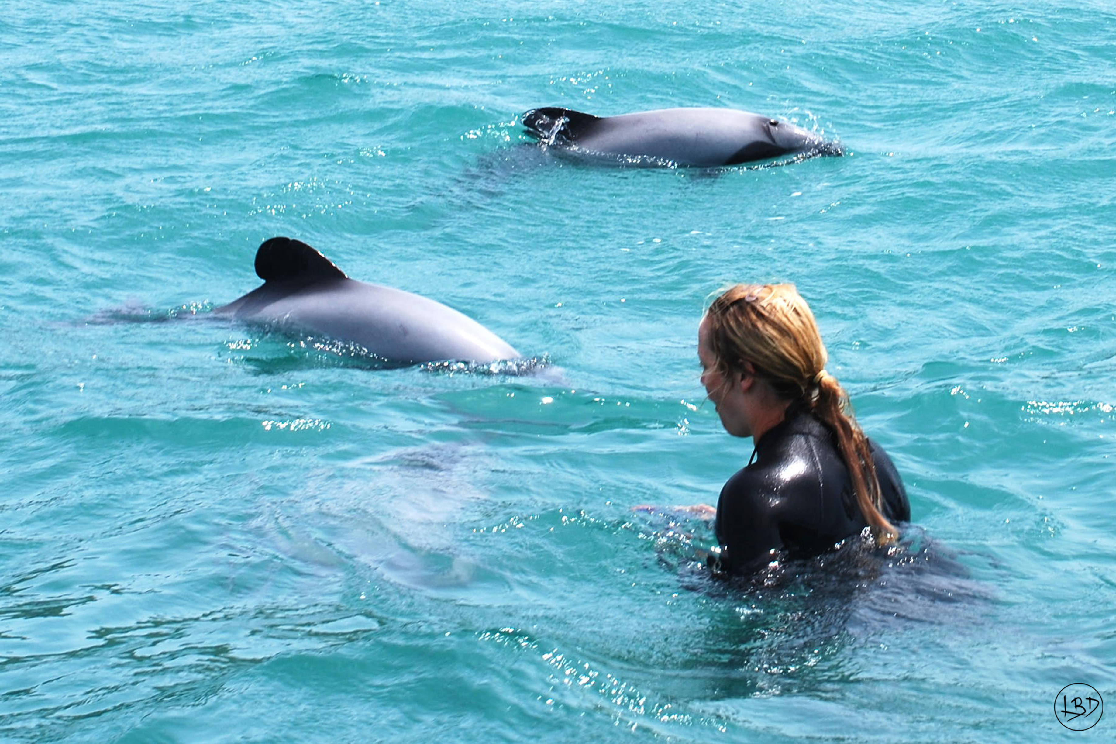 Akaroa dolphins